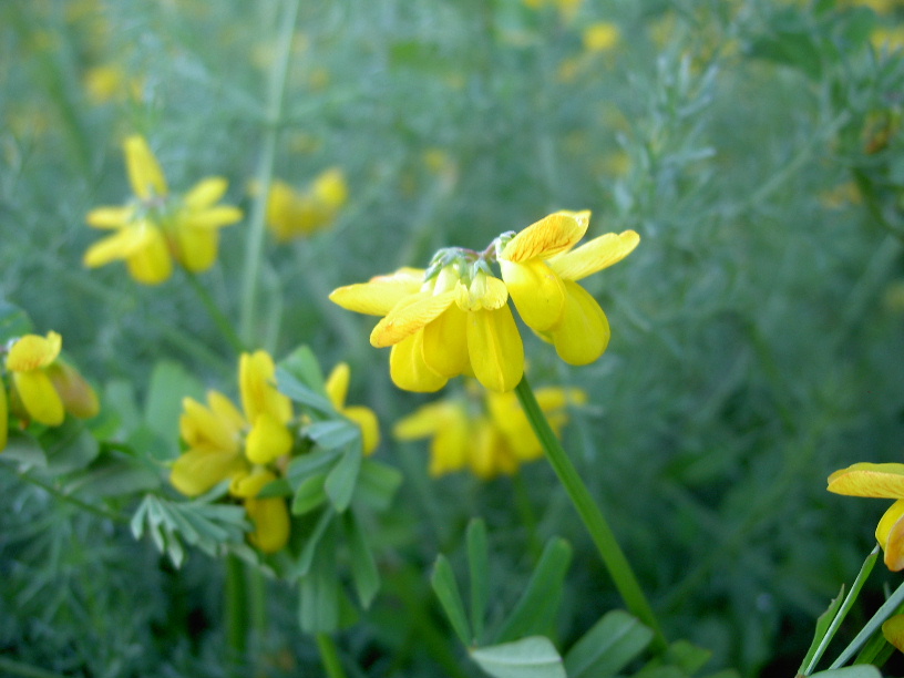 Securigera securidaca (Fabaceae)